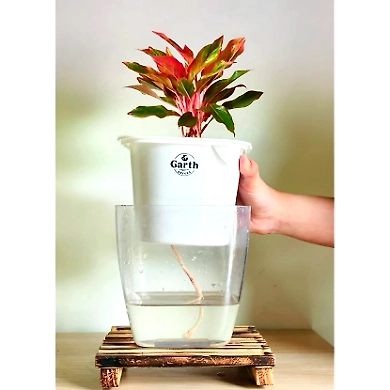 Aglaonema Red Plant-2