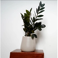 White Metal Pot