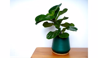 Green Metal Pot