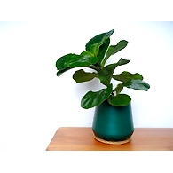 Green Metal Pot