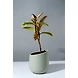 Ceramic Light Grey Pot – 4 Inch-1-sm