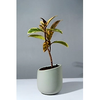 Ceramic Light Grey Pot – 4 Inch