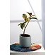 Ceramic Light Grey Pot – 4 Inch-Pot-white-ceramic-sm