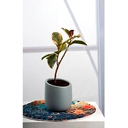 Ceramic Light Grey Pot – 4 Inch