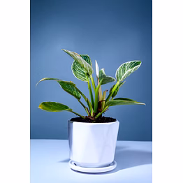 ceramic white pot – 4 inch