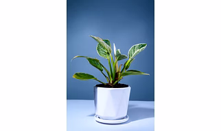 Ceramic White Pot  – 4 Inch