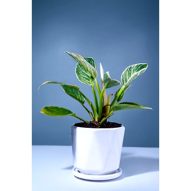 Ceramic White Pot  – 4 Inch-Pot-GlossWhite-Ceramic