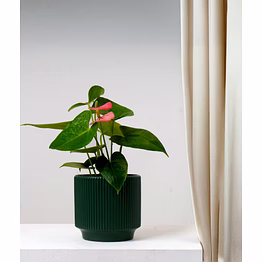 textured dark green ceramic pot – 6 inch