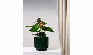 Textured Dark Green Ceramic Pot – 6 Inch