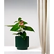 Textured Dark Green Ceramic Pot – 6 Inch-Pot-DarkGreen-Ceramic-sm
