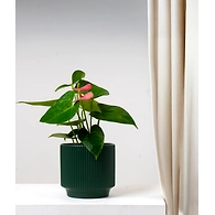 Textured Dark Green Ceramic Pot – 6 Inch