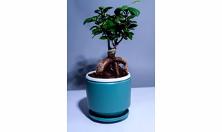 Ceramic Teal Green Pot