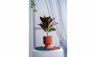 Terracotta Textured Pedestal Ceramic Pot – 6 Inch