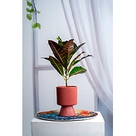 Terracotta Textured Pedestal Ceramic Pot – 6 Inch