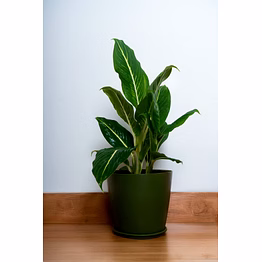 matte green ceramic pot - xl