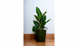 Matte Green Ceramic Pot - XL