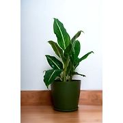 Matte Green Ceramic Pot - XL