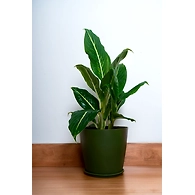 Matte Green Ceramic Pot - XL