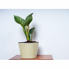 ceramic cream glossy pot- xl