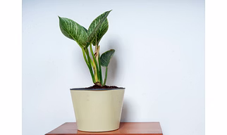 Ceramic Cream Glossy Pot- XL