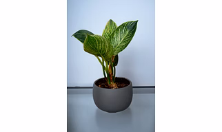 Ceramic Dark Grey Pot-XL