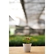 Syngonium PINK plants 4-Inch-2-sm