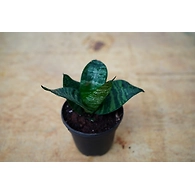 Snake plant 4 Inch