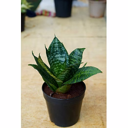 snake plant 4 inch