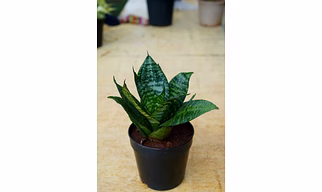 Snake plant 4 Inch