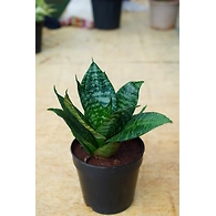 Snake plant 4 Inch