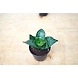 Snake plant 4 Inch-2-sm
