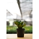 Snake plant 4 Inch-3-sm