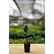 Rubber Plant 4 Inch-2-sm