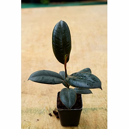 rubber plant 4 inch
