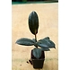 Rubber Plant 4 Inch-RubberPlant4Inch-sm
