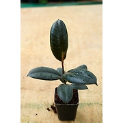 Rubber Plant 4 Inch