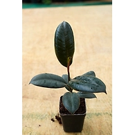 Rubber Plant 4 Inch