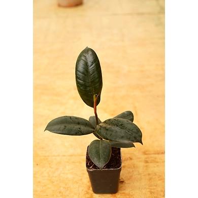 Rubber Plant 4 Inch-3
