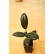 Rubber Plant 4 Inch-3-sm