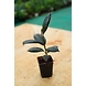 Rubber Plant 4 Inch-1-sm