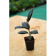 Rubber Plant 4 Inch