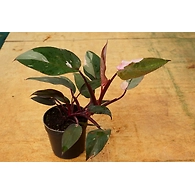 Pink Princess 4 Inch