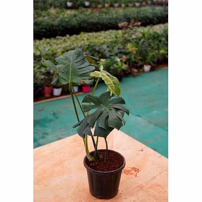 monsteria plant 6 inch