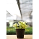 Money Plant Marbel 4 Inch-2-sm