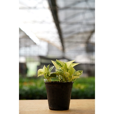 Money Plant Marbel 4 Inch-1