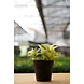 Money Plant Marbel 4 Inch-1-sm
