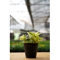 Money Plant Marbel 4 Inch