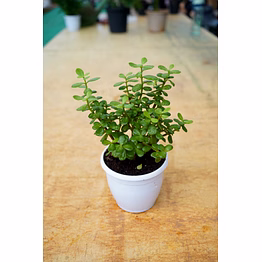 jade plant 6 inch