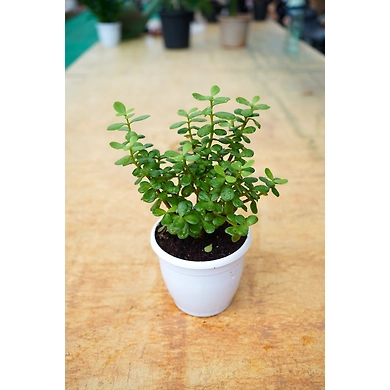 Jade plant 6 Inch-Jadeplant6Inch