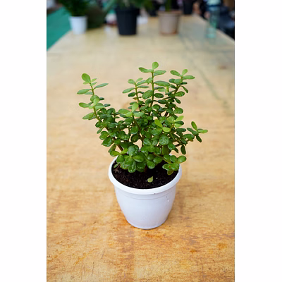 jade plant 6 inch